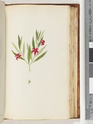 Side 136. Uidentifisert plante