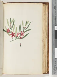 Side 138. Ikke navngitt blomstrende plante og insekt