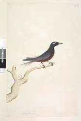 Side 13. Ocyptamus. over tittel i annen hånd desember. Naturlig størrelse Hvit, Browed Wood Swallow Artamus superciliosus, hann, 1791-92