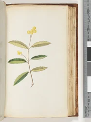 Side 140. Uidentifisert blomst, oktober 1794