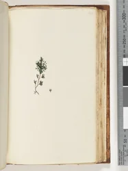 Side 143. Uidentifisert plante