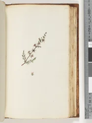 Side 144. Uidentifisert plante