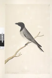Side 14. Ceblephyris. over tittel i annen hånd August. Naturlig størrelse Little Cuckoo, Shrike? Coracina robusta, 1791-92