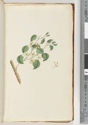 Side 14. Uidentifisert plante