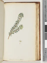 Side 159. Westringea rosmariniformis