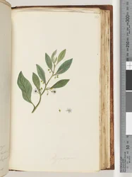 Side 161. Myoporum