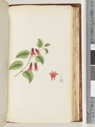 Side 169. Unavngitt blomstrende plante