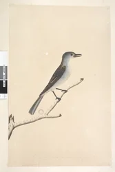 Side 16. Ceblephyris langs nedre kant i annen hånd Samme størrelse som fuglen tegningen er hentet fra. April Grey Shrike Thrush Colluricincla munnspill, 1791-92