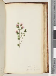 Side 170. Decandria monogynia. Kalmoides of Banks