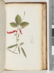 Side 183. Uidentifiserte planter