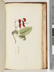 Side 185. Uidentifisert plante
