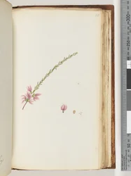 Side 188. Uidentifisert plante