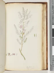 Side 190. Melaleuca thymifolia / Timianhonning, myrt