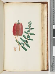 Side 193. Melaleuca hypericifolia / rød honningmyrt