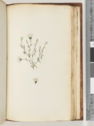 Side 196. Uidentifisert plante