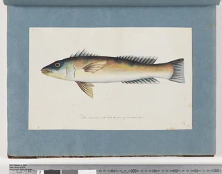 Side 21. Uidentifisert fisk