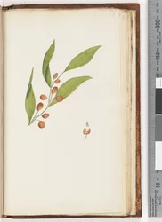 Side 227. Uidentifisert plante