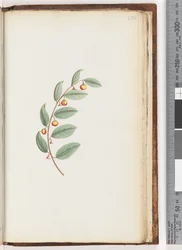 Side 232. Uidentifisert plante