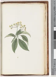 Side 237. Uidentifisert plante