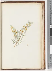 Side 239. Uidentifisert plante