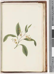 Side 240. Uidentifisert plante