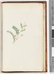 Side 242. Uidentifisert plante