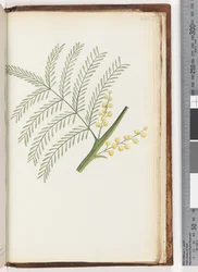 Side 244. Uidentifisert plante
