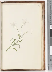 Side 247. Uidentifisert plante