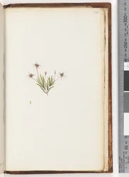 Side 248. Uidentifisert plante