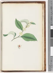 Side 250. Unavngitt tre