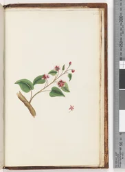 Side 252. Uidentifisert plante