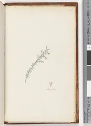 Side 261. Uidentifisert plante