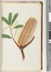 Side 26. Unavngitt blomstrende plante