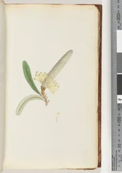 Side 28. Blomstrende plante, "en Creeper"