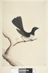 Side 28. Naturlig størrelse,  juli Willie Wagtail Rhipidura leucophrys, 1791-92