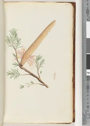 Page 32. Plant, Banksia ericifolia