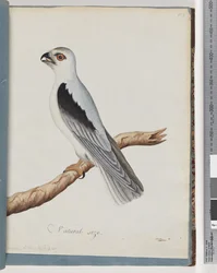 Side 35. Svartskuldret glente. Aksel-falk