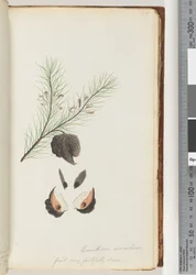 Side 35. Conchium aciculare / Frukt svært trofast tegnet håret nålebusk