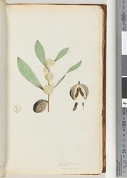 Side 37. Conchium nervosum (akvarell)