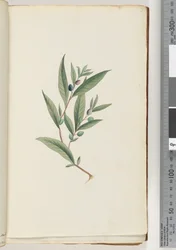 Side 3. Uidentifisert plante
