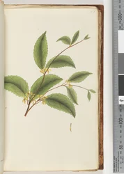 Side 48. Uidentifisert plante