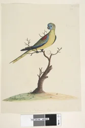 Side 49. Krig,løp. nederst i midten i forskjellig hånd Naturlig størrelse. Turkis papegøye Neophema pulchella, hann, 1791-92