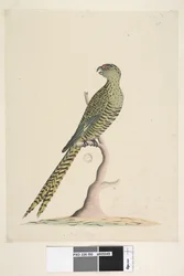 Side 50. Dette er en bakkeparakitt, og den går aldri opp i et tre, eller bare svært sjelden. Nederst i midten med en annen hånd: Naturlig størrelse. Bakkeparakitt Pezoporus wallicus, 1791-92