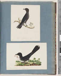 Side 58. Uidentifisert fugl. Turdus. 59. Uidentifisert fugl. Turdus
