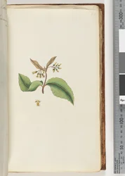 Side 60. Uidentifisert plante