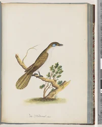 Side 61. Blue-faced Honeyeater. Turdus cyanoris. Blåkinn trost