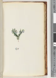 Side 64. Uidentifisert plante
