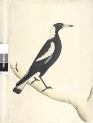 Side 6. Barita. over tittel i annen hånd mai. Naturlig størrelse Svart, Rygget Magpie Gymnorhina tibicen, 1791-92