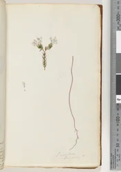 Side 6. Pimelea linifolia
