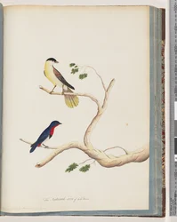 Side 70. 1. Uidentifisert fugl. Bonnet Warbler